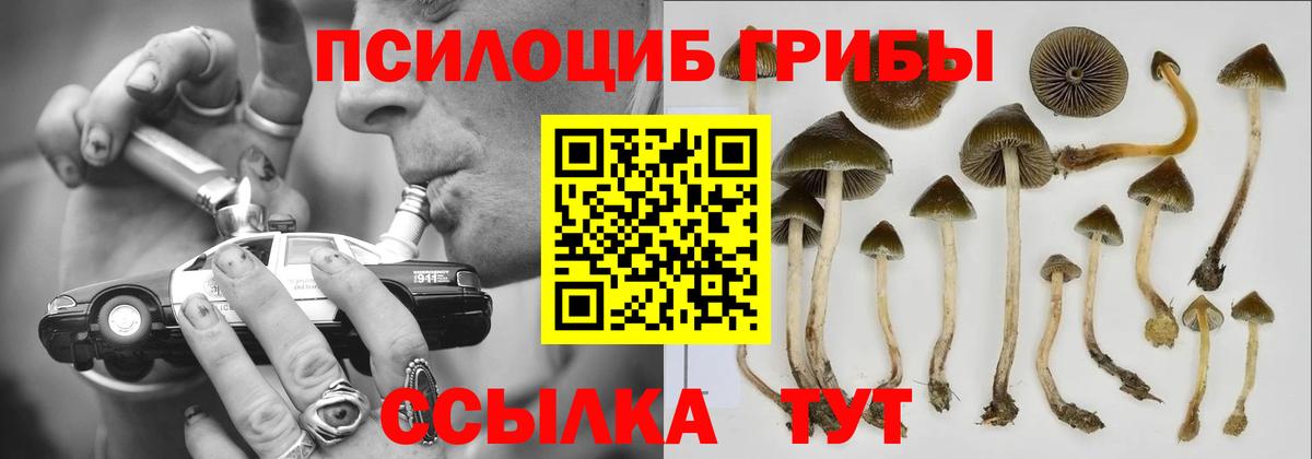 Псилоцибиновые грибы Psilocybe Гусиноозёрск